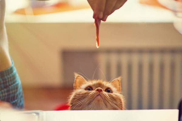 Cat with a meaty treat
