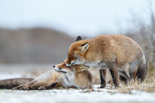 Foxes in love