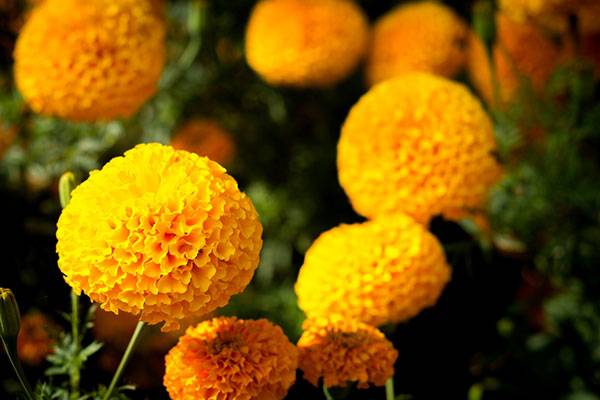 Marigolds autumn flowers