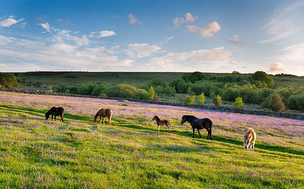 dartmoor ponies