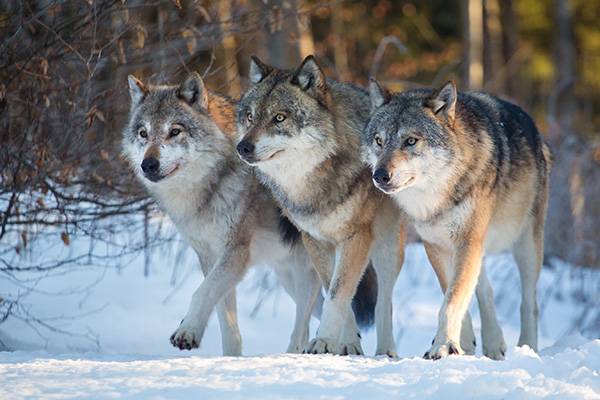 Three wolf friends