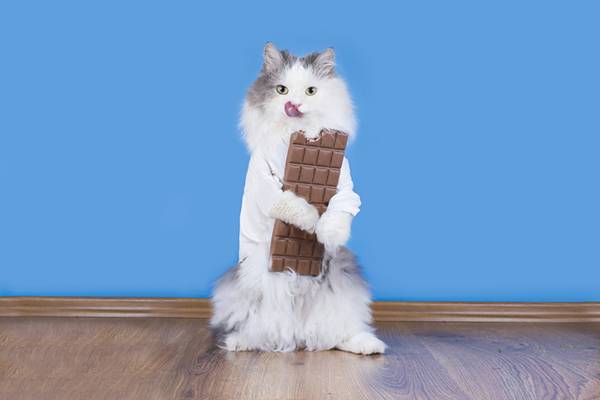 Cat with chocolate