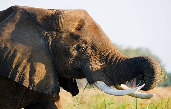 Zambian elephant