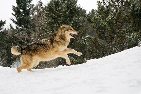 Wolves running 
