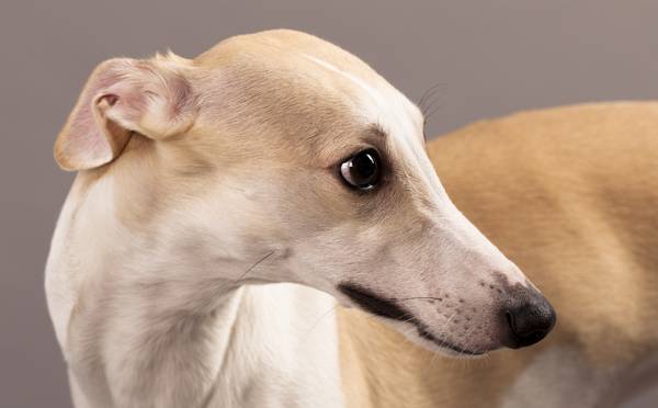 Archie: Whippet