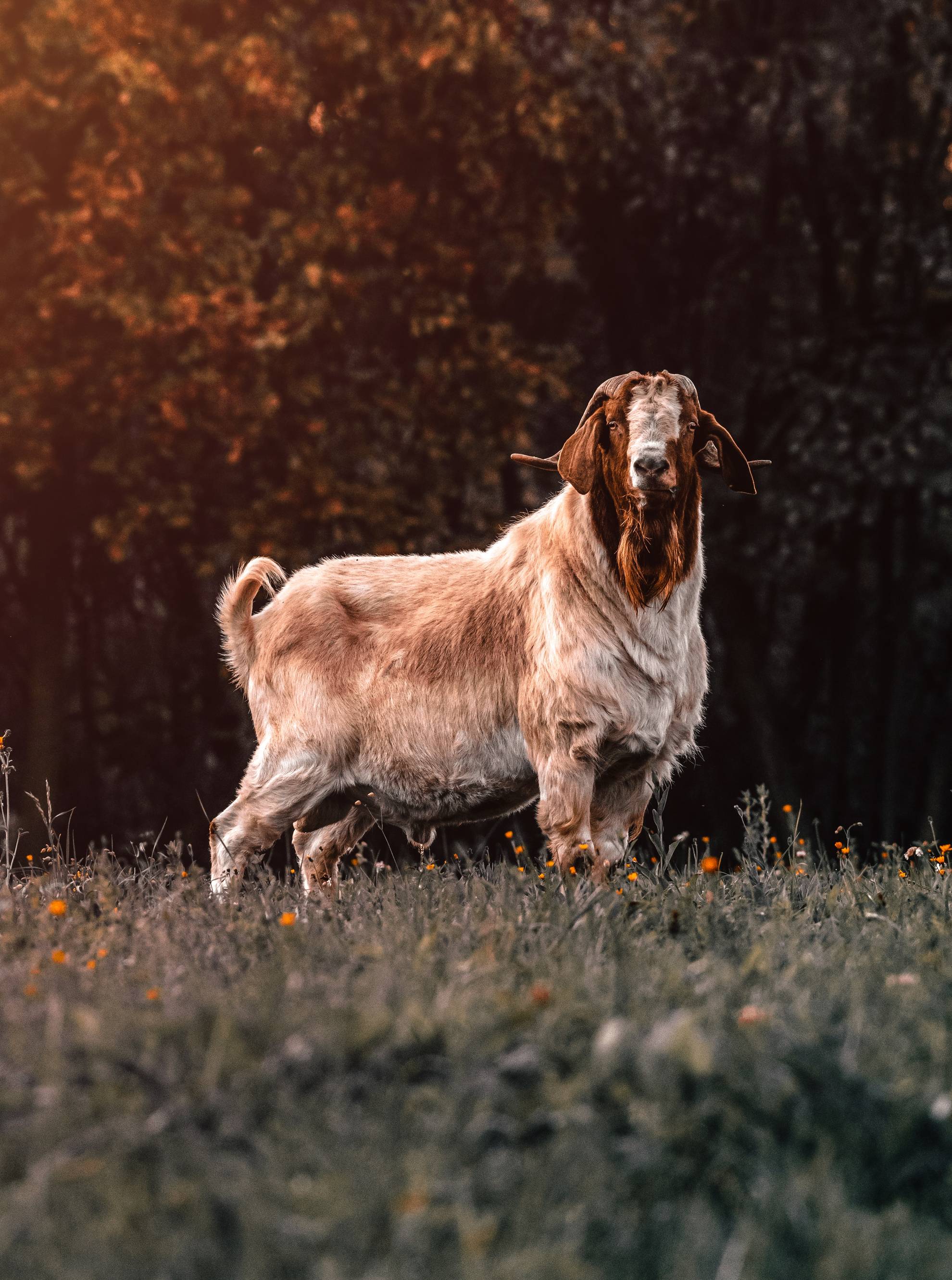 goat autumn