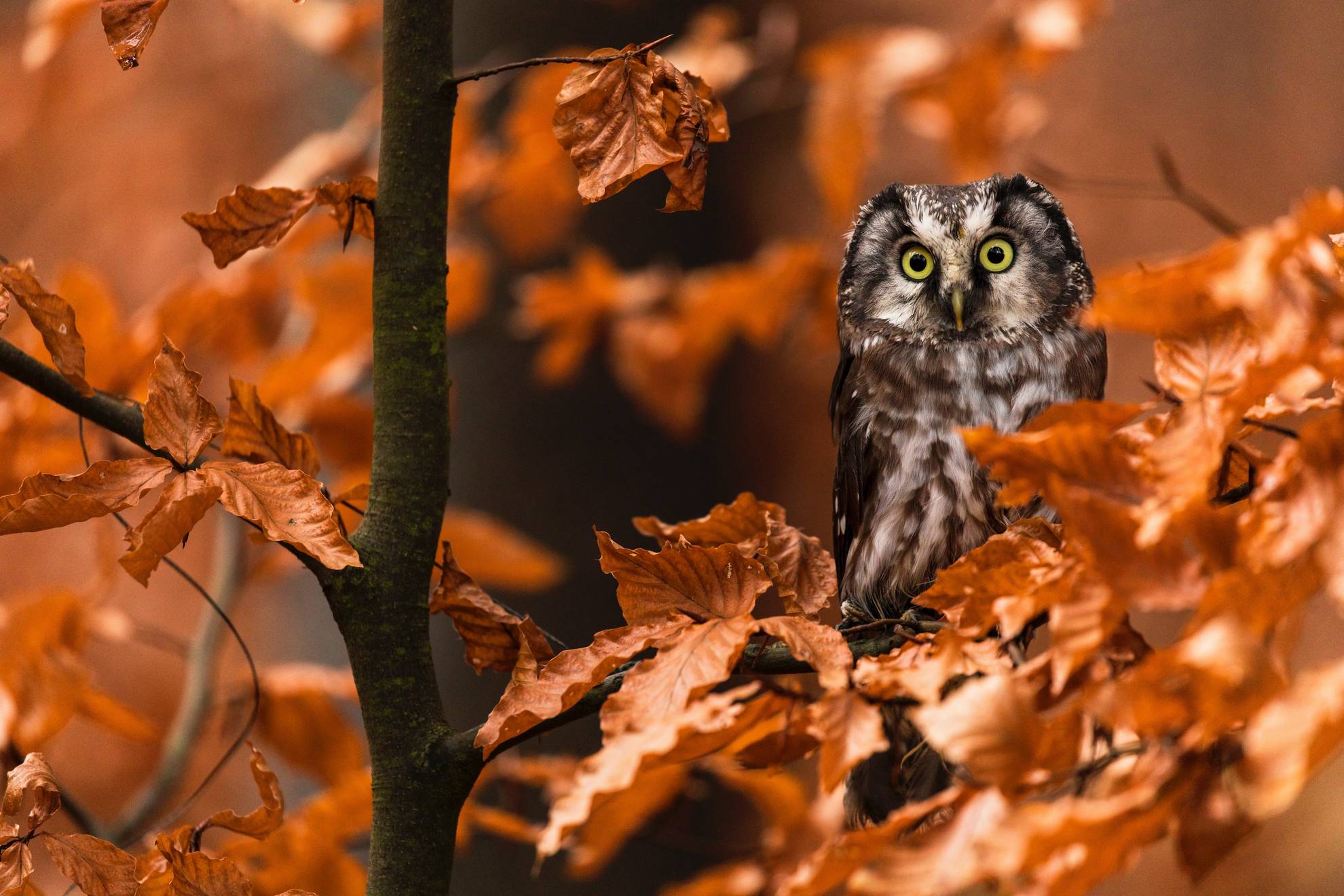 owl autumn